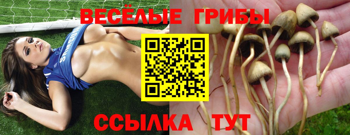 Галлюциногенные грибы Psilocybine cubensis Шахты